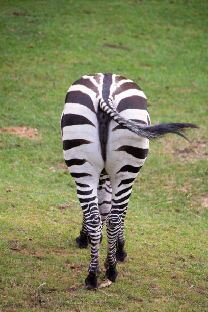 back of the zebra - herbivorous close up rear end animal head zdjęcia i obrazy z banku zdjęć