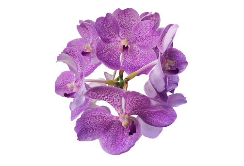 Isolated orchid flowers with clipping paths.