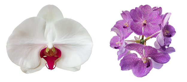 Orchid Pink Phalaenopsis Purple Tropical Flower Summer Pattern Macro Photography Soft Selective Focus