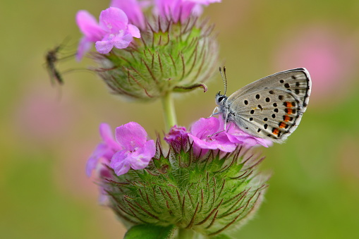 Beautiful Silver-washed fritillary [Argynnis paphia] butterfly on a flower in summer