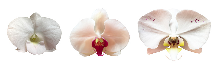 Isolated orchid flowers with clipping paths.