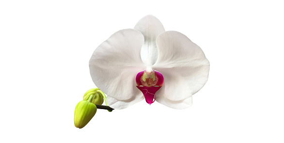 Isolated orchid flowers with clipping paths.