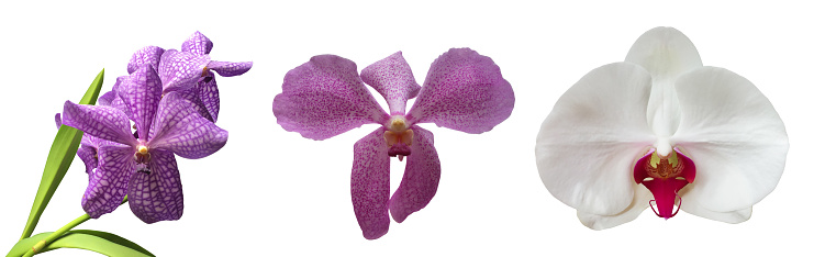 Orchid Pink Phalaenopsis Tropical Flower Summer Macro Pattern Photography Soft Selective Focus