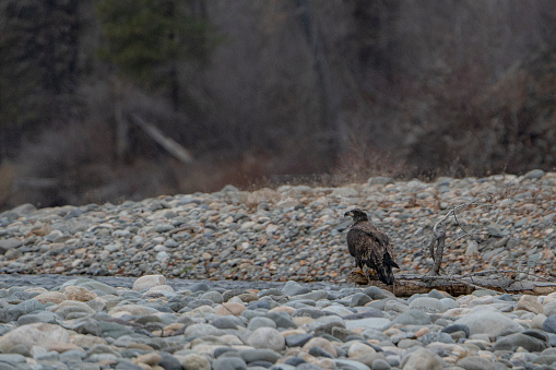 Juvenile bald eagle perched on a log alongside a river on a rocky riverbank
