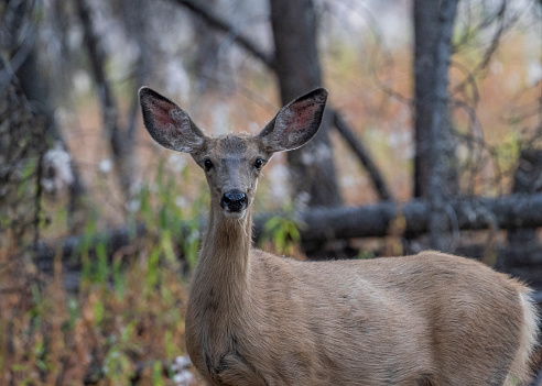 Mule deer doe looking at the camera in a recovering forest burnt by wildfire