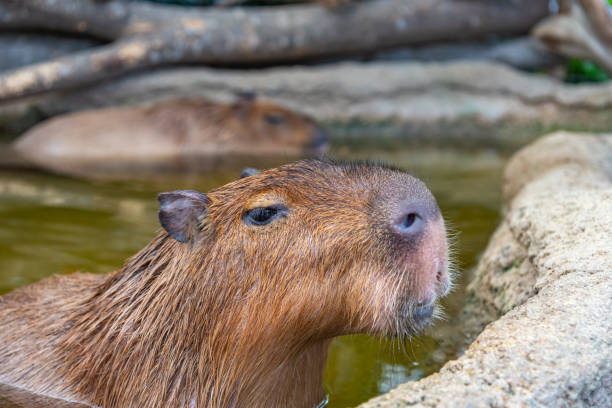 Capybara in natural park in sunny day