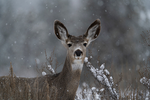Close up portrait of a mule deer doe looking at the camera on a snowy winter day