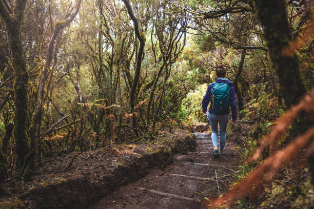 istock Female tourist with backpack hikes down on a stair-like path through a misty laruel forest. 25 Fontes Waterfalls, Madeira Island, Portugal, Europe. 1966337288