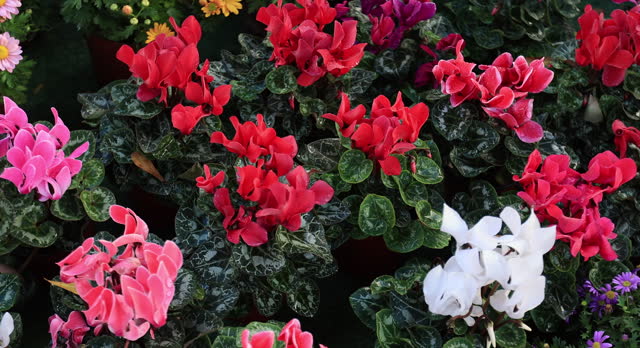 Colorful potted plants in garden