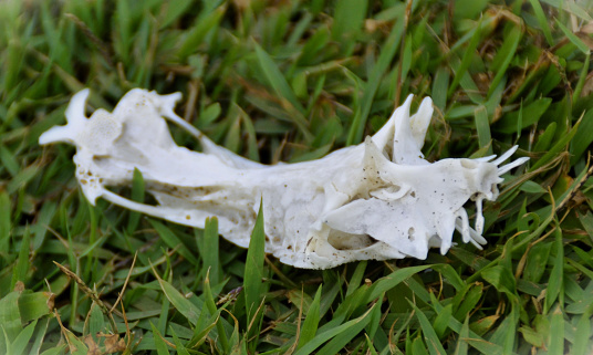 A dried fish bone on the grass