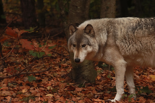 Grey Wolf in the autumn leaves