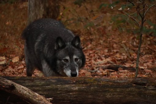 Black Wolf Stalking behind a log
