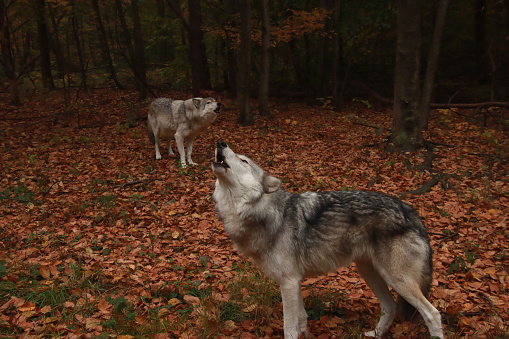 Two Wolves Howling in the Autumn Morning