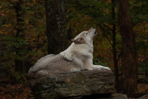 End of a Grey Wolves' Howl