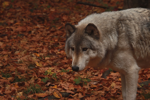 Grey wolf stalking through the leaves