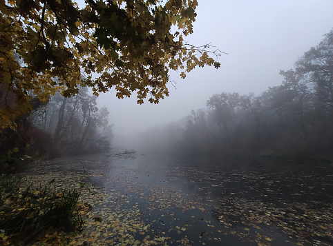 Cinematic shot of a foggy autumn day in a forest A lake and trees decorated with autumn colors and covered in fog.