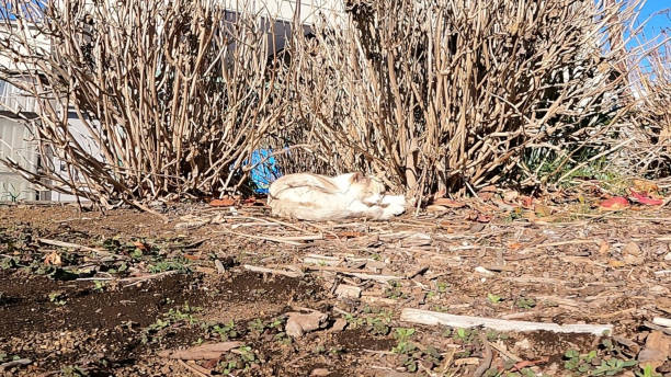 istock Cat, white cat, sleeping outside, walking cat, cat face. 1966398610