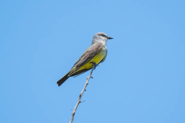 istock Western kingbird, a fairly-large flycatcher 1966423998