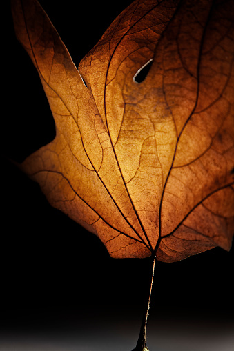 Maple leaf on black background