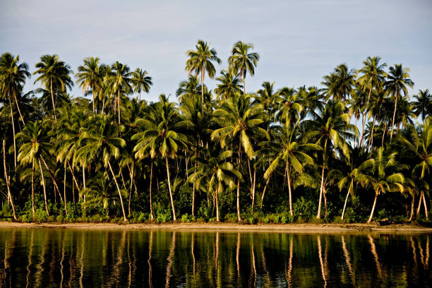 Sun shining behind bright green palm trees in front of clear blue sky