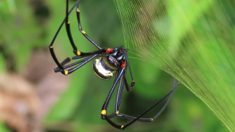 Nephila Spider, Golden Orb-weaver Spider