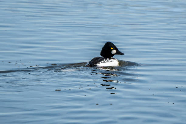 Triangle Duck 1,600+ Common Goldeneye Stock Photos, Pictures & Royalty-Free Images ...