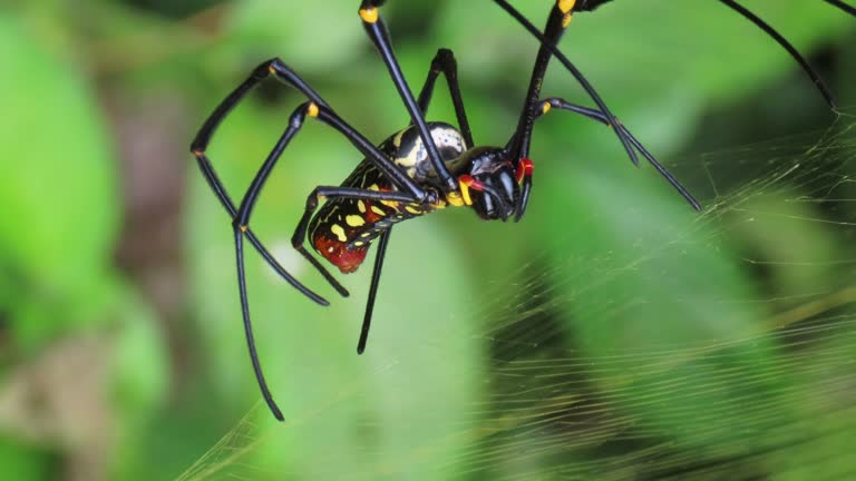 Nephila Spider, Golden Orb-weaver Spider