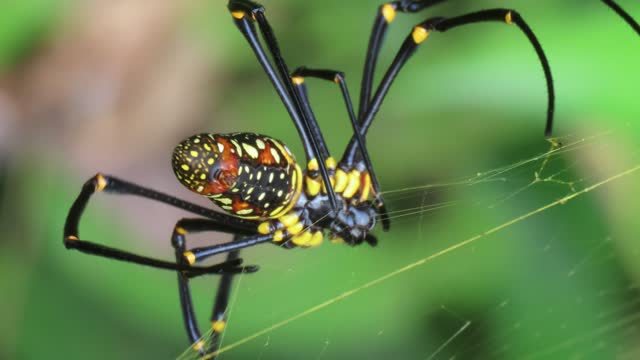 Nephila Spider, Golden Orb-weaver Spider