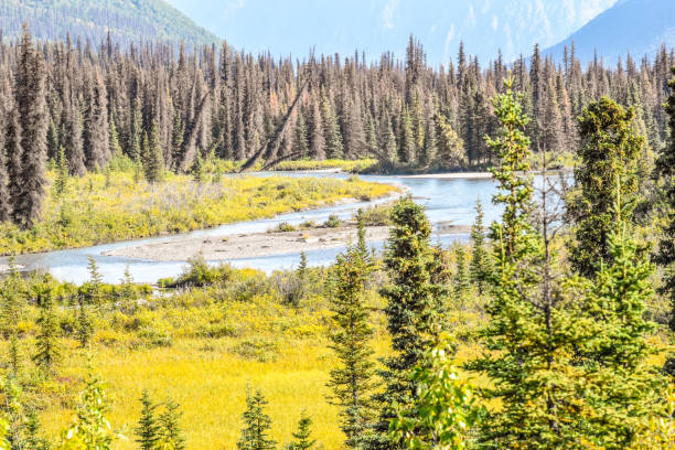 istock Denali National Park in Late Summer 1966509202