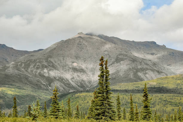 Two Dall sheep high upon a mountain slope in Denali National Park in Alaska.