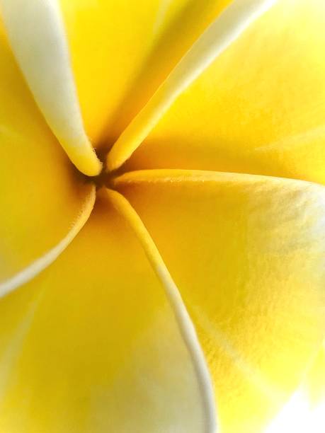 istock Close up yellow white frangipani petals 1966526453