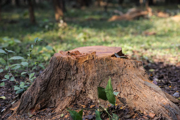 istock A Dead Plant's Lasting Impact on the Forest Ecosystem 1966539063