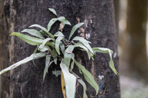 istock Orchids and Fungus Trees: Creating Botanical Magic 1966542785
