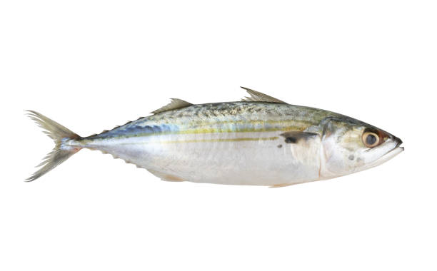 istock Indian mackerel isolated on white background, Rastrelliger kanagurta 1966582875