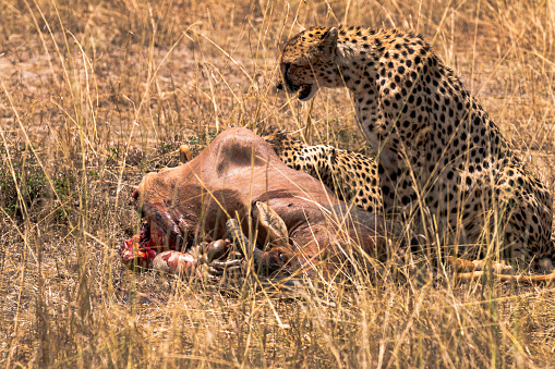 Cheetahs devouring a Topi Kill