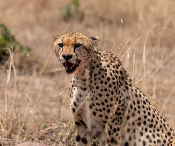 istock Wildlife  of Masai Mara 1966590727