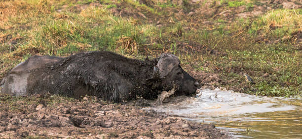 istock Wildlife of Masai Mara 1966591317