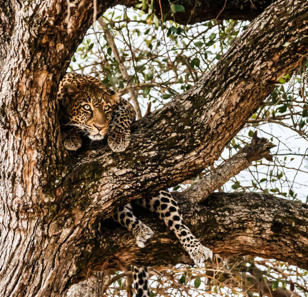 istock Wildlife of Masai Mara 1966591341