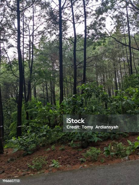 East Java Rainforest Pine Forest On Safari Prigen National Park East Java Stock Photo ...