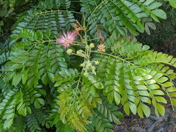 istock Green leaf of samanea saman when blossom time. 1966609361