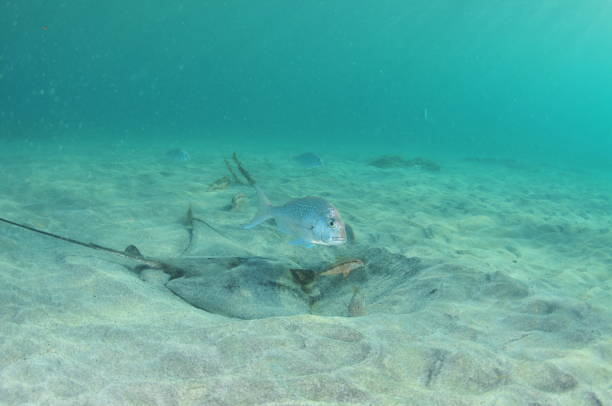 New Zealand eagle ray digging in sand in shallow water in evening light. Location: Leigh New Zealand