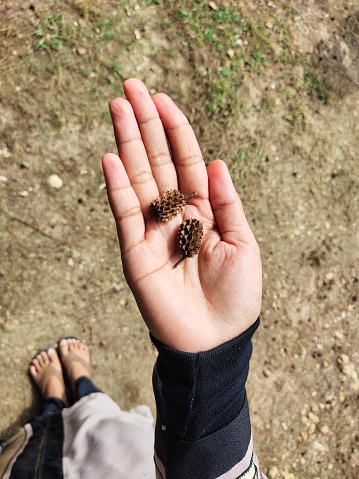 Photo of hand holding pinecones