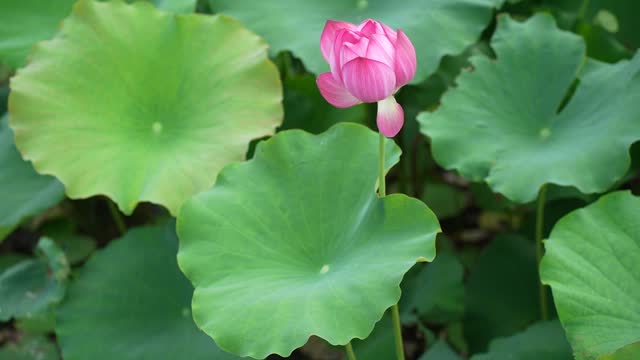 Pink lotus in gentle wind