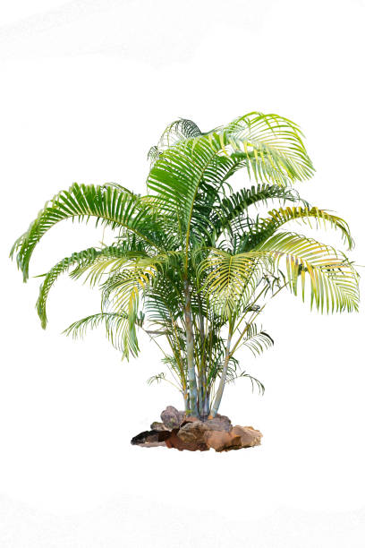 istock Palm plants for garden decoration on isolated white background  with clipping path. 1966637148