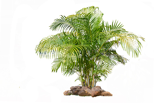 A palm frond, viewed from below.