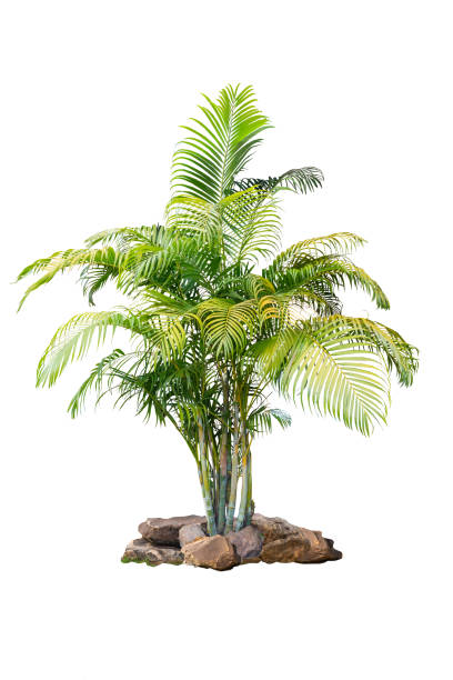 istock Palm plants for garden decoration on isolated white background  with clipping path. 1966637152