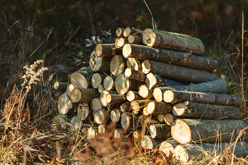 Cut and Stacked Maple Firewood in Midwest USA Missouri Woods