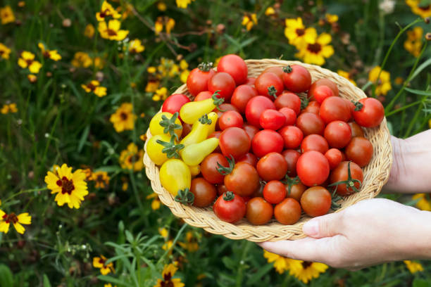Female farmers hands are holding a wicker plate with red and yellow pear shaped cherry tomatoes, bright yellow Plains coreopsis in the background.