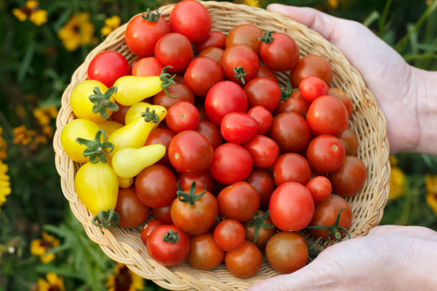istock Gardener is holding a plate with red and yellow cherry tomatoes. 1966650586