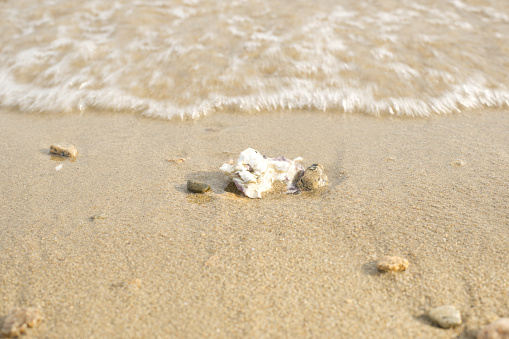 Shell in the surf.